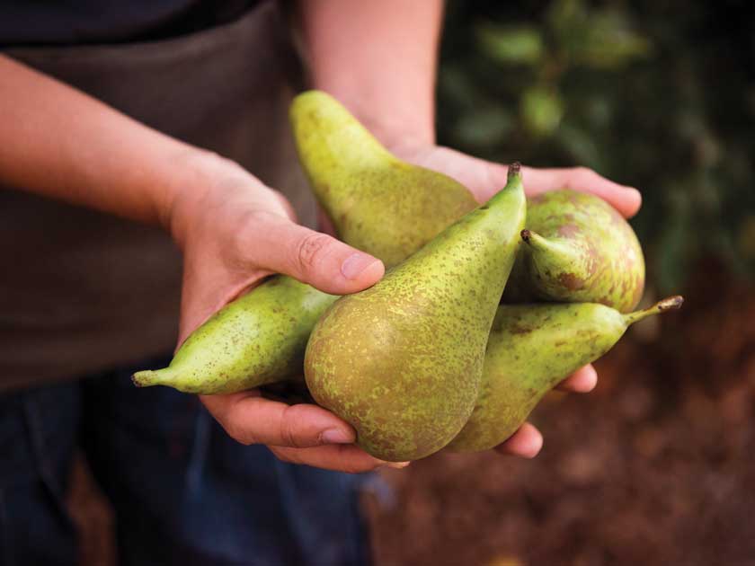 5 trucos para conservar las peras más tiempo | Orchard Fruits | La fruta original