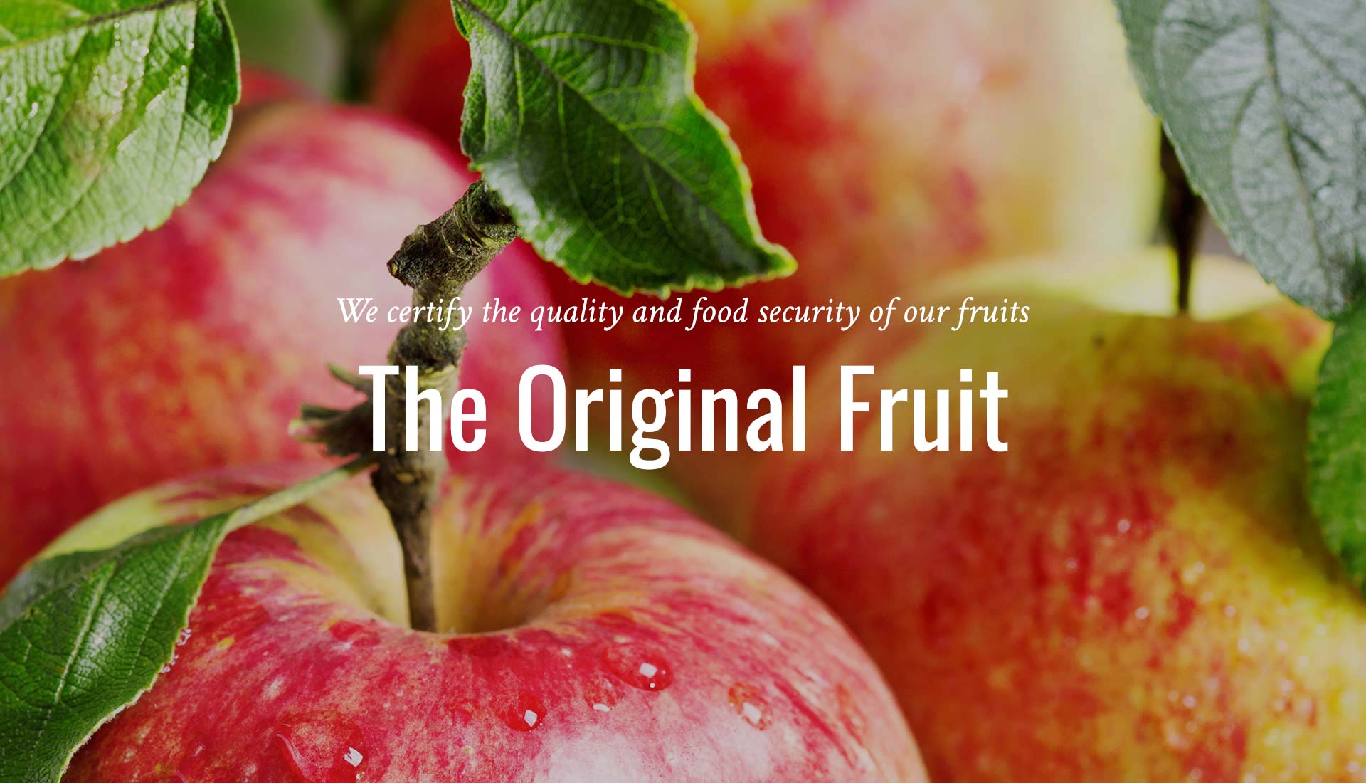 manzanas-orchard-24-en